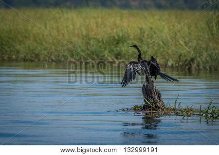 African Darter On Tree Stump In River