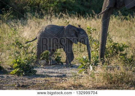 Baby Elephant Approaching Its Mother In Bush