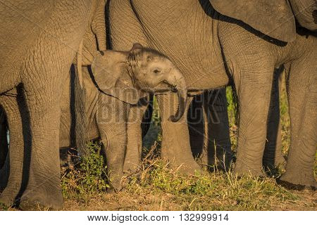 Baby Elephant Dwarfed By Adults Facing Camera