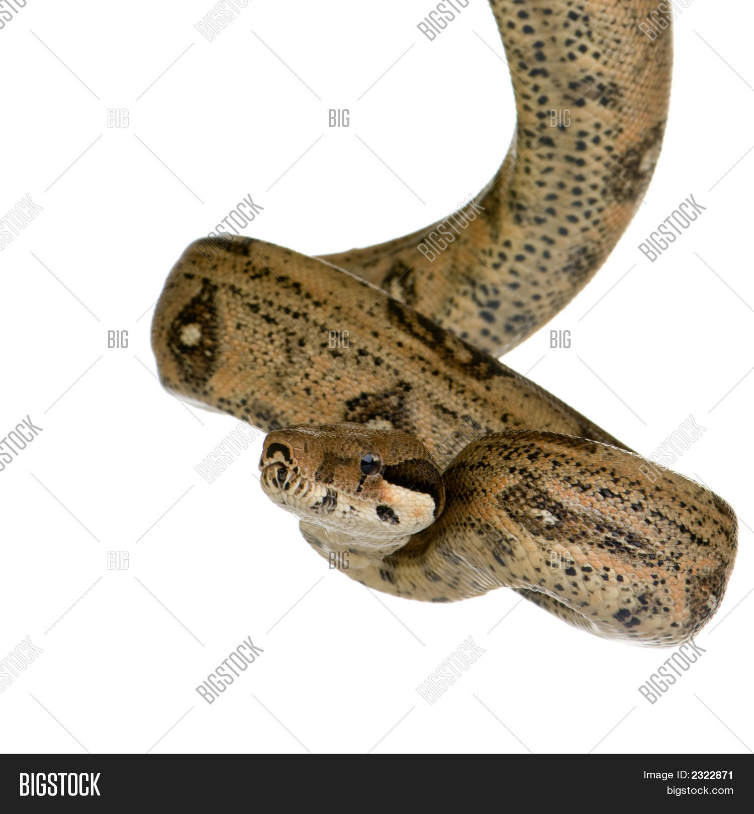 Image Preview