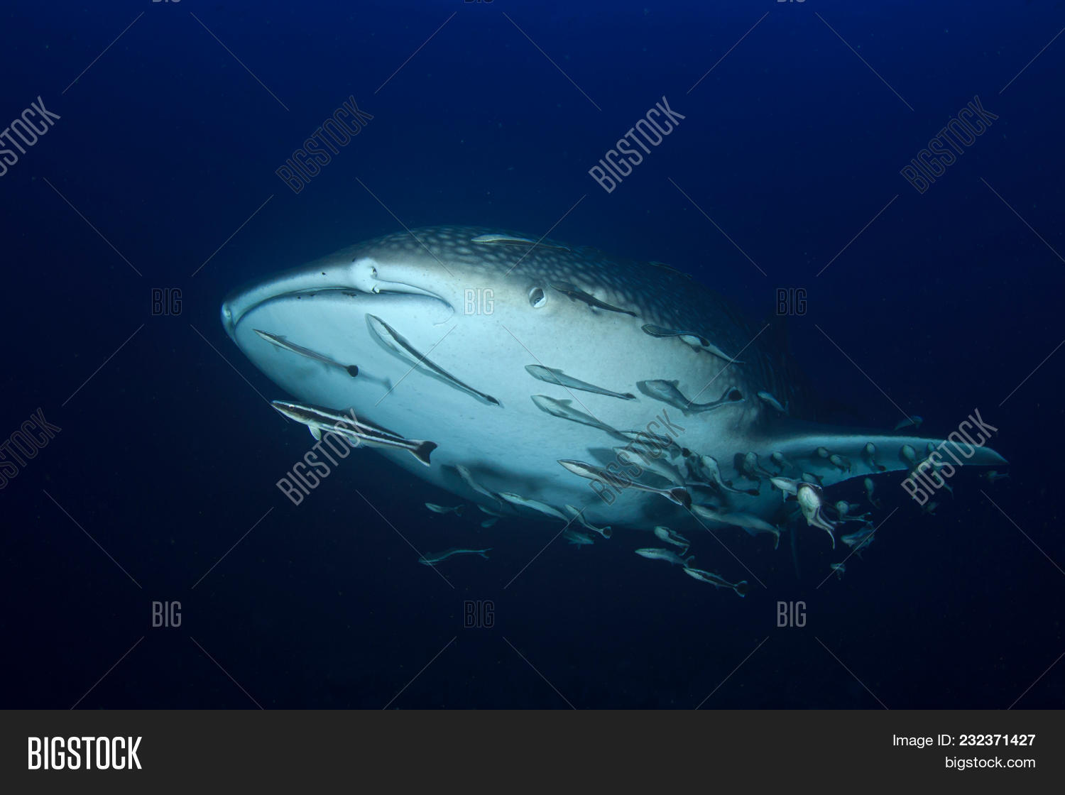 Whale Shark. Female Image & Photo (Free Trial) | Bigstock