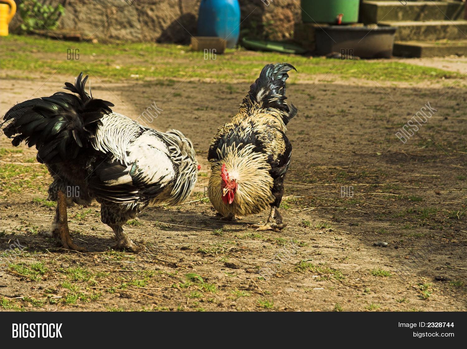 Rooster Fight Image & Photo (Free Trial) Bigstock