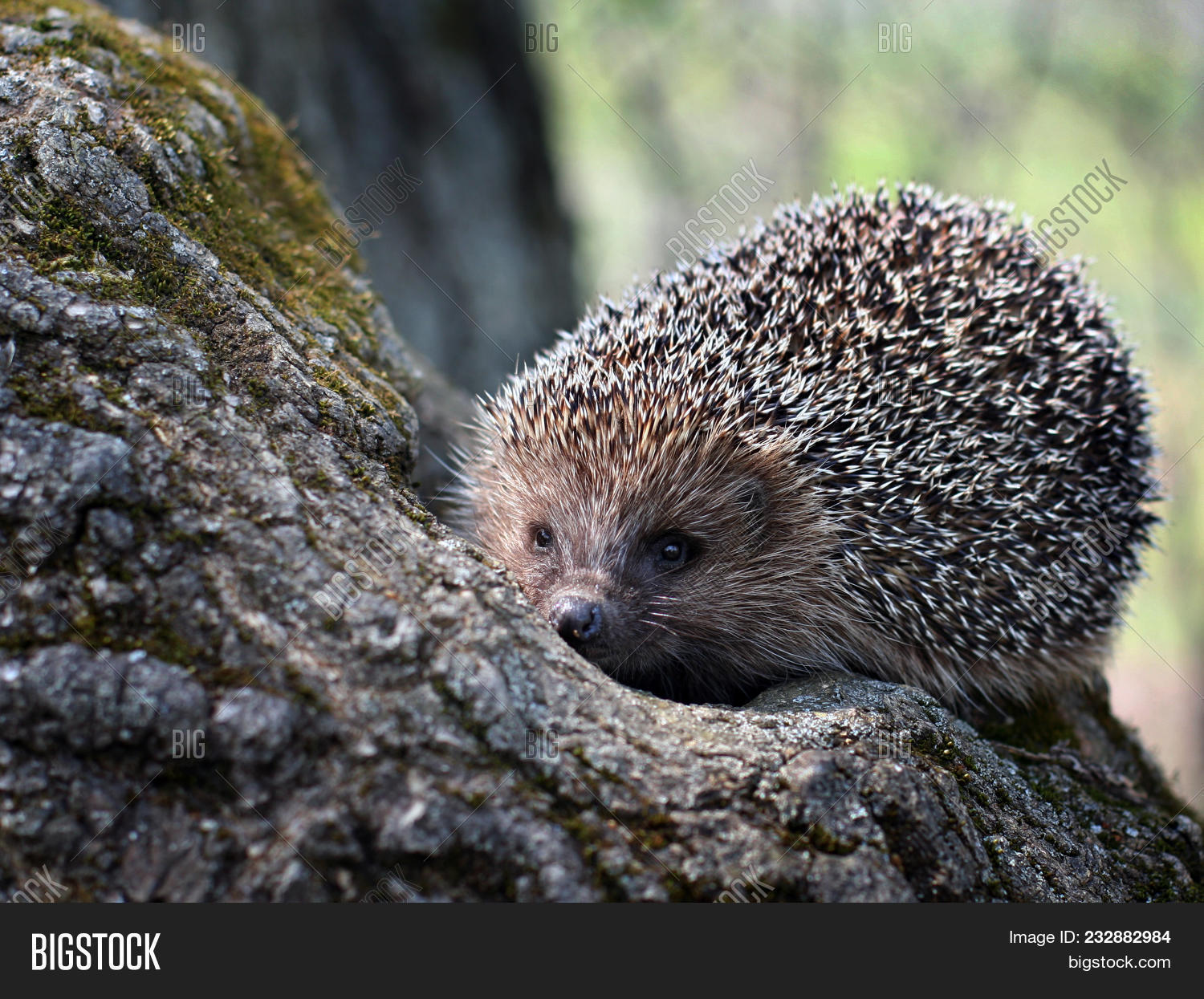 Щенок и ежик. Обыкновенный ёж. Ежик лает. Ежик лает. Ежик фыркает.