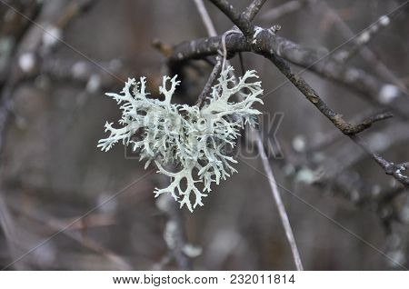 Lichen On Tree Branch. Lichen Grows On Rotten Wood