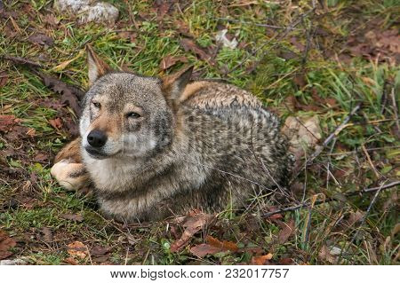 Portrait Of Gray Wolf With Funny Expression