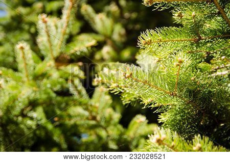 Young Green Spruce Branches That Grew In Spring. The Concept Of Fresh Healing Bactericidal Air Of Ki