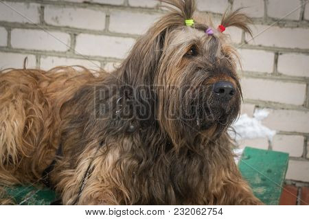 Portrait Of A French Shepherd - Briard. Close-up. Dogs. Animals