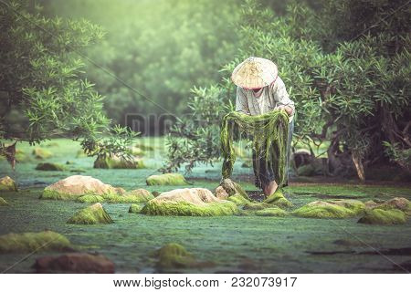 Asian Fisheries Keep Algae Growing In The Mekong River.