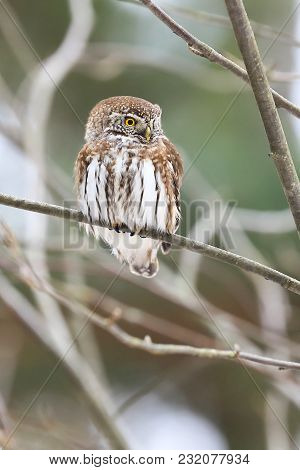 Eurasian Pygmy Owl Is A Very Pinocchio Owl