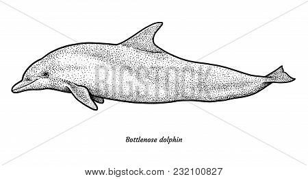 Bottlenose Dolphin Illustration, Drawing, Engraving, Ink, Line Art
