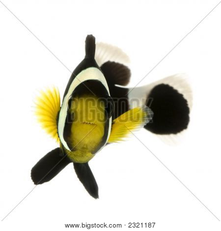 Saddleback Clownfish - Amphiprion Polymnus