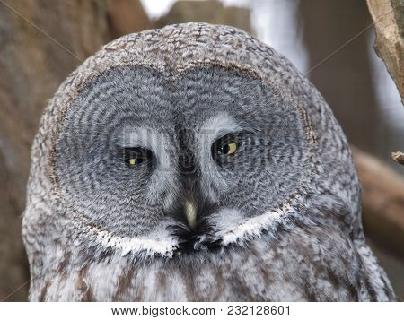 Portrait Of Great Grey Owl - Strix Nebulosa Nebulosa