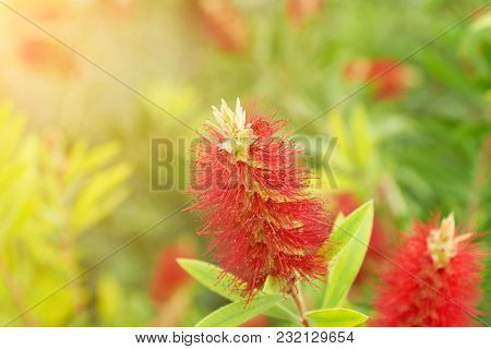 Bright And Beautiful Colors Callistemon Flowers Red Tree