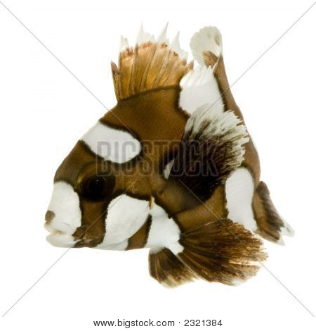 ตัวละครตลกหรือแล่ตุ๊ย - Plectorhynchus Chaetodonoides