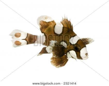 ตัวละครตลกหรือแล่ตุ๊ย - Plectorhynchus Chaetodonoides