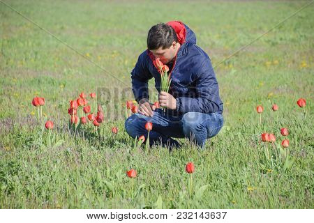 A Man In A Jacket On A Field Of Tulips. Glade With Tulips.