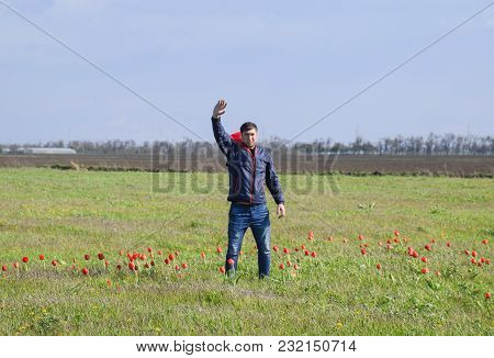 A Man In A Jacket On A Field Of Tulips. Glade With Tulips.