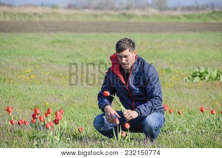 A Man In A Jacket On A Field Of Tulips. Glade With Tulips.