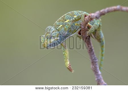 Close Up Of African Chameleon (chamaeleo Africanus) Climbing On Branch With Blurred Background