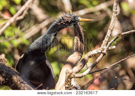 Courting Anhingas Bird Called Anhinga Anhinga