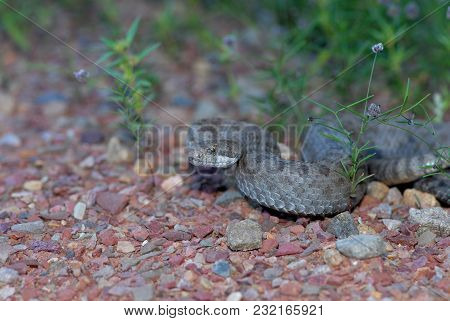 A Twin-spotted Rattlesnake From One Of The Sky Island Mountain Ranges In Southern Arizona.