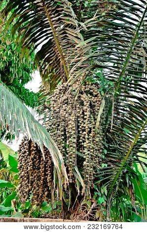 Arenga Pinnata Palm Family Stay In The Deep Forest.