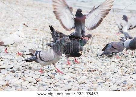 Group Lot Doves Rock Marine Beach Uproar.