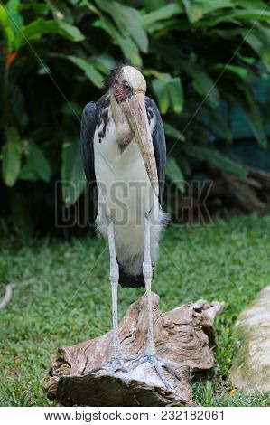 Lesser Adjutant Stork Of Tropics Bird In The Outdoor Nature.