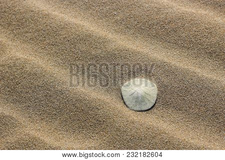 Sand Dollar In The Waves Of Sand Crafted By Wind