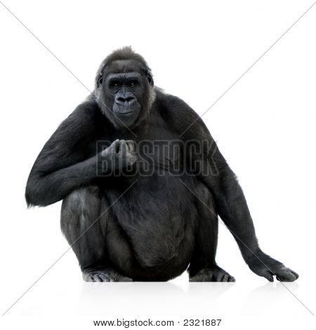 Mladí Silverback gorila