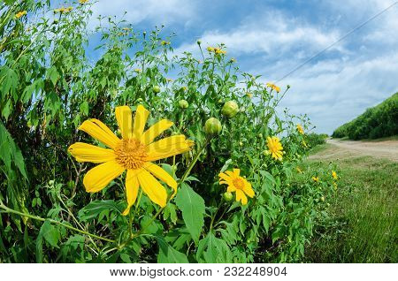 Yellow Tree Marigold, Mexican Tournesol, Mexican Sunflower, Japanese Sunflower