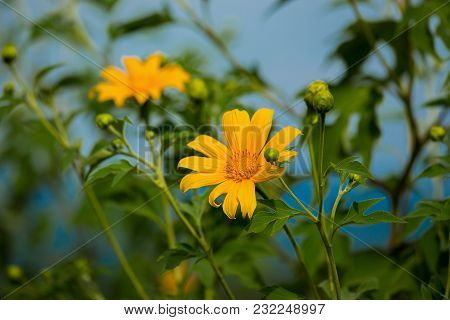 Yellow Tree Marigold, Mexican Tournesol, Mexican Sunflower, Japanese Sunflower.