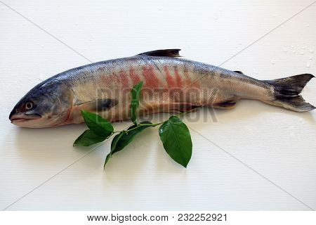 Still Life. Fresh Fish Keta (salmon) From The Store And A Branch With Green Leaves.