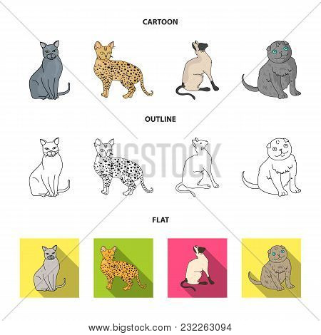 Siamese And Other Species. Cat Breeds Set Collection Icons In Cartoon, Outline, Flat Style Vector Sy