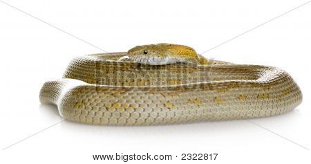 Elaphe Guttata