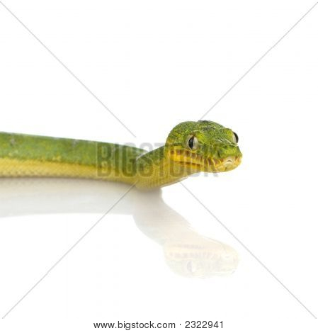 Smaragd træ Boa - Corallus Caninus