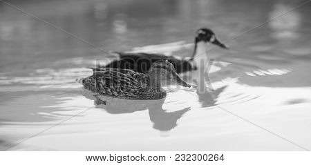 Bright Water Shines At Sunrise In The Motel Pool Where Two Ducks Have Landed