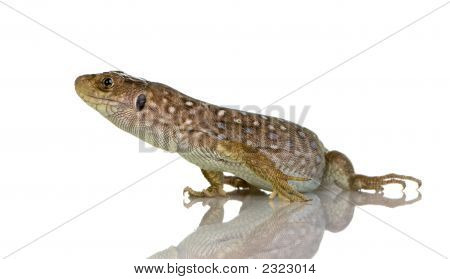 Ještěrka zední - Timon Lepidus