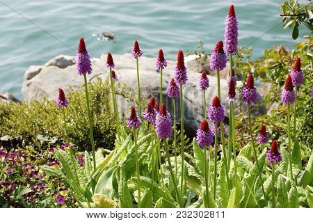 Beautiful Original Lilac Flowers Of Primula By The Lake On The Flowerbed.
