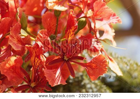 Flame Tree (delonix Regia)