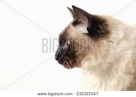 Cute Balinese Cat Sitting On White Background