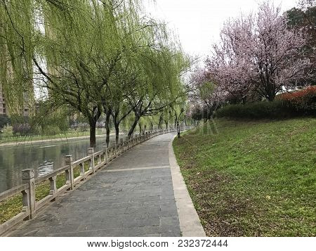 It Is Now In The Spring. The Willows In The Park Grow New Branches And Cherry Blossoms Are In Full B
