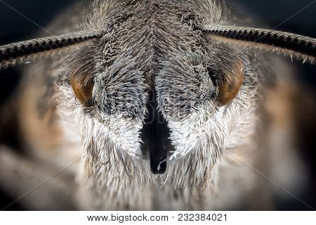 Portrait Head Of Moth Macro Or Micro Photography