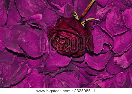 Dark Red Dried Rose Flower On Dry Fragrant Petals Floral Background - Raw Materials For Perfumery, C