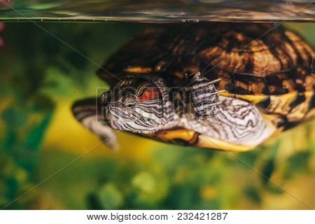 Red Eared Terrapin - Trachemys Scripta Elegans In The Aquarium