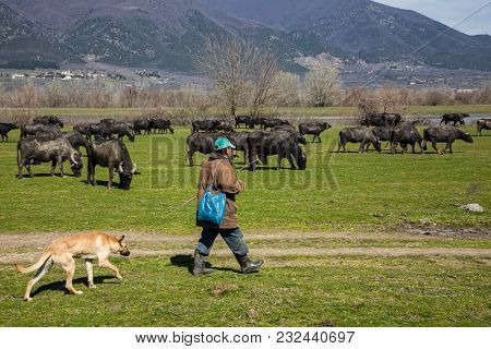 Buffalo Grazing Next To The River Strymon In Northern Greece.