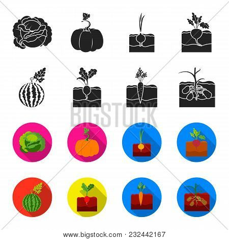 Watermelon, Radish, Carrots, Potatoes. Plant Set Collection Icons In Black, Flet Style Vector Symbol