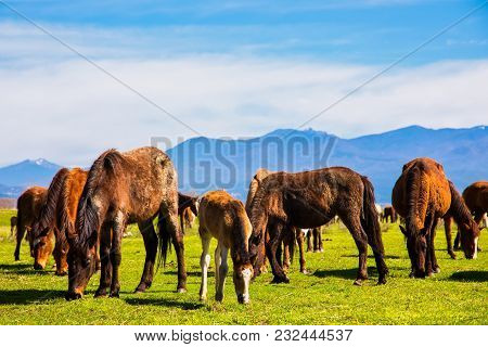Horses Grazing Next To The River Strymon In Northern Greece.
