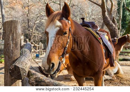 Horses Standing Along A Fence.