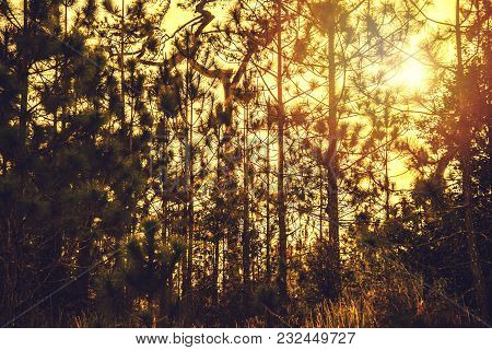 Natural Background Of Green Leaves. Background Asplenium Nidus